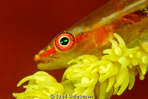 Whip Goby Portrait
(this one whip goby and two previous ... by Iyad Suleyman 